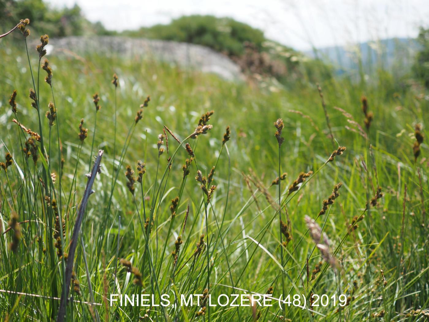 Sedge, Common Hare plant